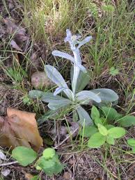 Image result for Gnaphalium purpureum