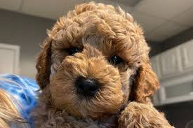 Ginny's litter will be available to those on the master list, we are not opening up a reservation list for her at this time. Labradoodle Breeders By State The Complete List For 2021