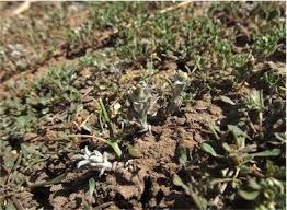 Image result for Gnaphalium polycaulon