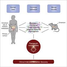 Ovarian cancer causes more deaths each year than any other gynecologic cancer in the u.s. Mouse Ovarian Cancer Models Recapitulate The Human Tumor Microenvironment And Patient Response To Treatment Sciencedirect