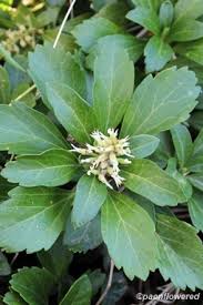 Image result for Buxaceae