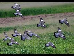 Muhre Ile Guvercin Avi 2015 Youtube