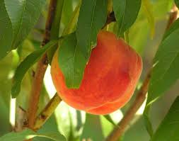 Check spelling or type a new query. Peaches Ask The Green Genie