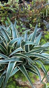 Image result for Tephrosia aequilata