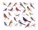 North Carolina Nc Birds