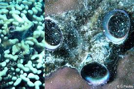 Image result for Macrotyloma oliganthum