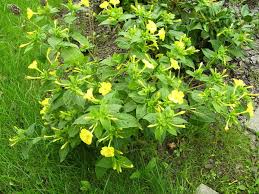 Check spelling or type a new query. How To Grow Four O Clocks A Cottage Garden Favorite Dengarden