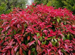Photinia is a flowering evergreen shrub that grows brilliant red shoots after it's trimmed. Fence Cluster Fraser S Photinia Is An Excellent Medium Shrub For Hedge Or Screens New Growth Explodes In Bright Bronze Sempreverde Piante Piante Da Giardino