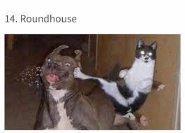 Pin By Anp On Cats Be Like Cat Vs Dog Funny Cat Memes Evil Cat