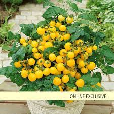 Jul 21, 2020 · cherry tomatoes are considered the easiest to grow. Tempting Tomatoes Patio Sunshine Cherry Tomato Lycopersicon Esculentum Proven Winners