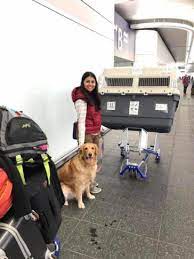 You and your furbaby don't need to navigate the process alone! Estimate Cost Of Travel With Your Pet Within India Pawsome In