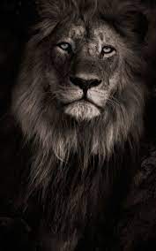 Here are handpicked best hd lion background pictures for desktop, iphone and mobile phone. Lion Mobile Wallpapers Wallpaper Cave