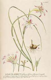 Pin By Elaina On Vintage Botanical Botanical Art Scientific Illustration Plant Drawing