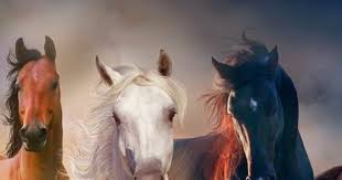 فريسة لأربع ذئاب البارت الاول للكاتب المصري محمد مالك جميع الحقوق محفوظة وانتهت مراسم الزفاف وذهبت سها مع زوجها حازم الي عش الزوجية لتبدأ حيا horses animals