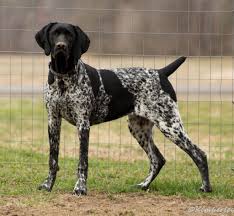 In many ways, the german shorthaired pointer is the quintessential sporting dog, as they excel in just about every hunting context imaginable. Black German Shorthair Looks Like Our Rudy German Shorthaired Pointer German Shorthaired Pointer Black Gsp Dogs