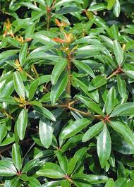 These shrubs evergreen are customizable and available in all plant varieties. Shade Gardening Plants Zone 9