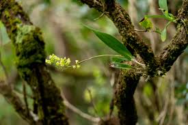 Image result for Polystachya bifida