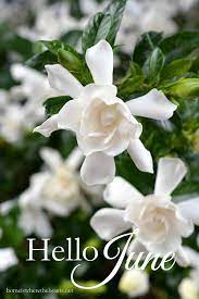 Hello June Favorites Recipes And Table Inspiration Hello June Gardenia Bloom