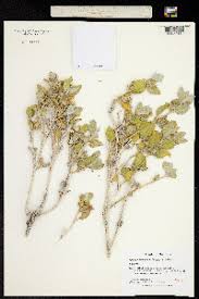 Image result for Petalidium bracteatum