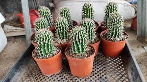 Image result for Euphorbia lissosperma