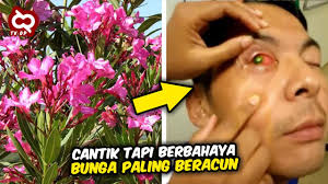 Kembang/bunga sungsang adalah bunga yang luar biasa indahnya. Banyak Ditanam Di Indonesia 10 Bunga Paling Beracun Di Dunia Yg Bisa Membuat Anda Wassalam Youtube