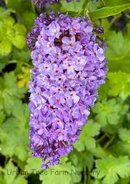 Image result for Buddleja davidii