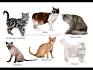 Cat Breeds | Purina