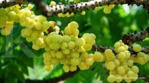Sembelit khasiat daun cermai untuk kesehatan adalah untuk membantu mengobati sembelit. Ini Manfaat Buah Dan Daun Cermai Untuk Kesehatan Tubuh