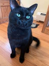 Aside from bringing cute cat photos and videos to the world, we discuss lifestyle. Found Safe Black Cat Batman Stolen From Petsmart Adoption Event Help Identify The Thieves From Surveillance Images Cole Marmalade