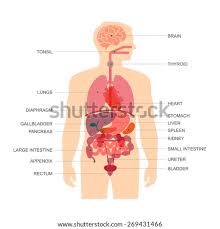 Illustration of the human abdominal organs. Shutterstock Puzzlepix