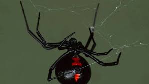 Entweder ist ihr gift nicht stark genug, um dem menschen zu schaden oder ihre fangzähne sind zu schwach, um. Von Mexiko Nach Gartringen Giftige Spinnen In Gartenmobeln Entdeckt Boblingen Stuttgarter Nachrichten