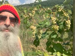 Early harvest … earliest in 25 years !!! #harvest #grapes #grapes🍇  #vineyard #seneca #lake #farmtotable #tastingroom #winetasting  #winetastings #silverspringswinery #senecalakewinetrail #blessed ...