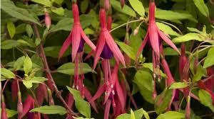 Mexican flame vines (pseudogynoxys chenopodioides) are hardy in usda zones 9 and 10. 5 Perfect Plants For Full Shade Color Z 8 11