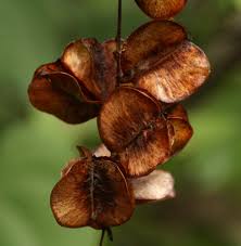 Image result for Dioscorea schimperiana