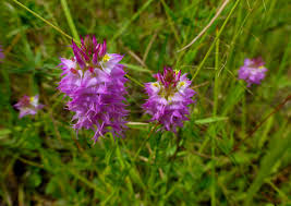 Image result for Polygala gazensis