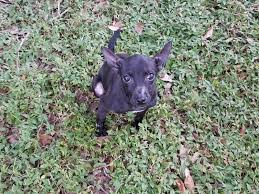 To see the full list, use the properties taking safety measures filter on this page. Chipin Dog For Adoption In Tampa Fl Adn 707717 On Puppyfinder Com Gender Female Age Young Dog Adoption Pets Pet Adoption