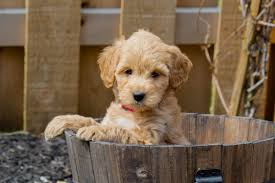 The goldendoodle gained popularity in the 1990's, and breeders soon began developing a smaller goldendoodles by introducing the mini. Best Goldendoodle Breeders 2021 10 Places To Find Goldendoodle Puppies For Sale