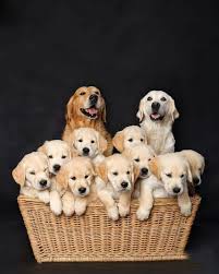 Golden Retriever Family Retriever Puppy Dogs Golden Retriever Golden Retriever