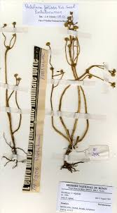 Image result for Portulaca foliosa