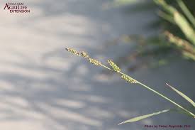 Image result for Echinochloa colona