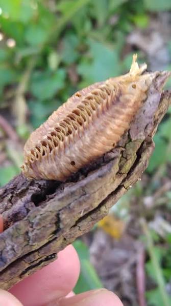 How to identify and tell if a praying mantis egg sac has hatched?