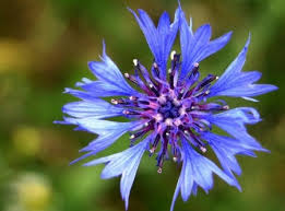 Foto di fiori selvatici, spontanei, di campo e di montagna. Dal Fiordaliso Al Myosotis I Fiori Azzurri Pollicegreen