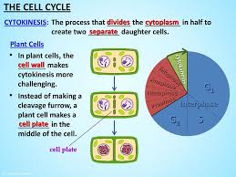 Check spelling or type a new query. Topics Covered The Cell Cycle Mitosis A Detailed Look Ppt Download