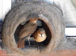 Birds That Make Mud Nests On Houses Hornero Ave Nacional De Argentina Aves Argentinas Argentina Aves