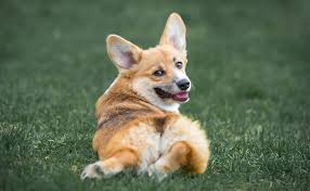 The cheapest offer starts at £200. How Much Does A Corgi Cost Price Food Health Expenses My Dogs Info