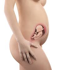 26 Ssw Schwangerschaftswoche Schwanger At