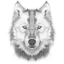 I Literally Wish Wolf Face Drawing Wolf Sketch Wolf Drawing