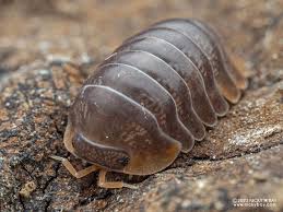 Skirt - Isopod Site