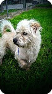 Our puppies are available near sarasota, tampa, cape coral florida pups is a home breeder that finds homes for healthy puppies throught the state of florida. Miami Fl Norfolk Terrier Westie West Highland White Terrier Mix Meet Oscar A Puppy For Adoption Http Www Adoptap Norfolk Terrier Mixed Breed Dogs Pets