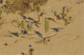 Image result for Blepharis dunensis